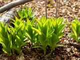 Stowe Recreation Path 002